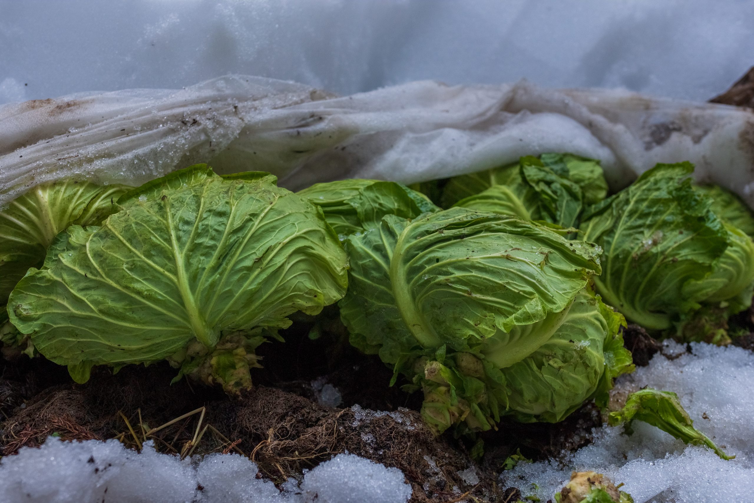 雪を利用した越冬野菜の保存